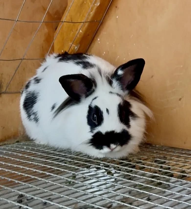 Panda — Black & White Lionhead Doe