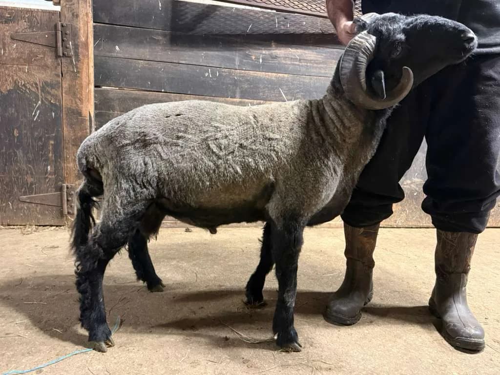 Silver/Grey Awassi Ram