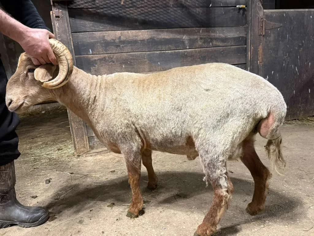 Tan Awassi Ram