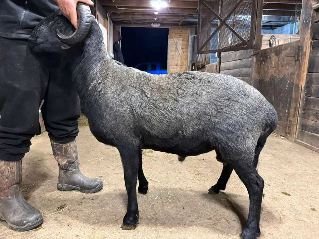 An Awassi sheep at Marlboro Meadows Farm