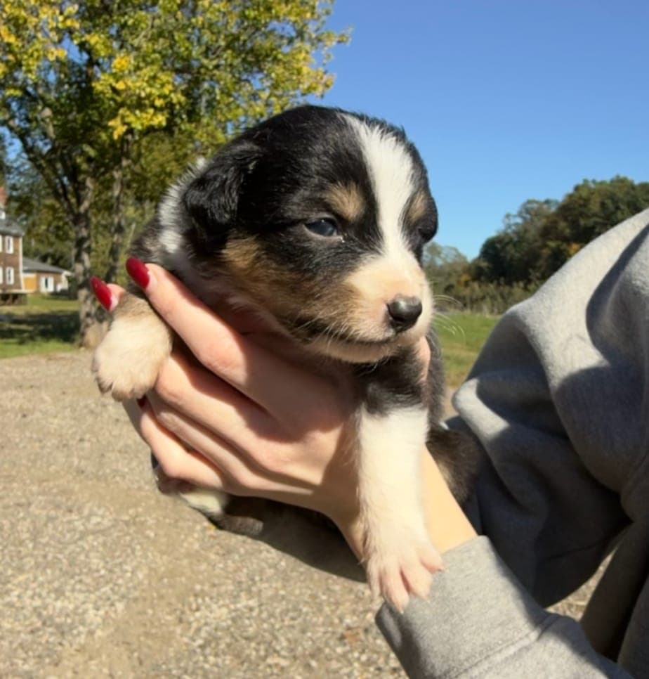 Bailey, female Australian Shepherd puppy, Marlboro Meadows Farm, NJ - photo 1