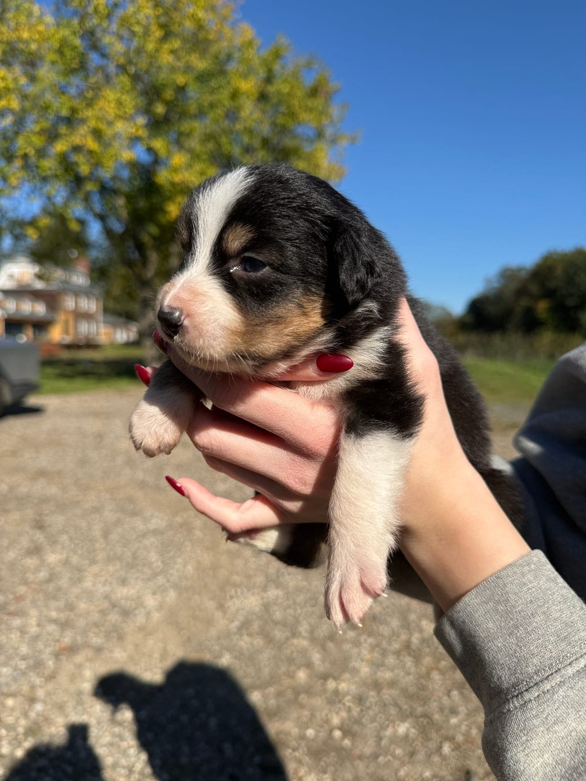 Bailey, female Australian Shepherd puppy, Marlboro Meadows Farm, NJ - photo 2
