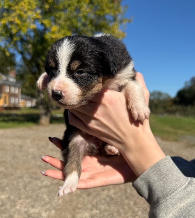 Bailey, female Australian Shepherd puppy, Marlboro Meadows Farm, NJ - photo 3