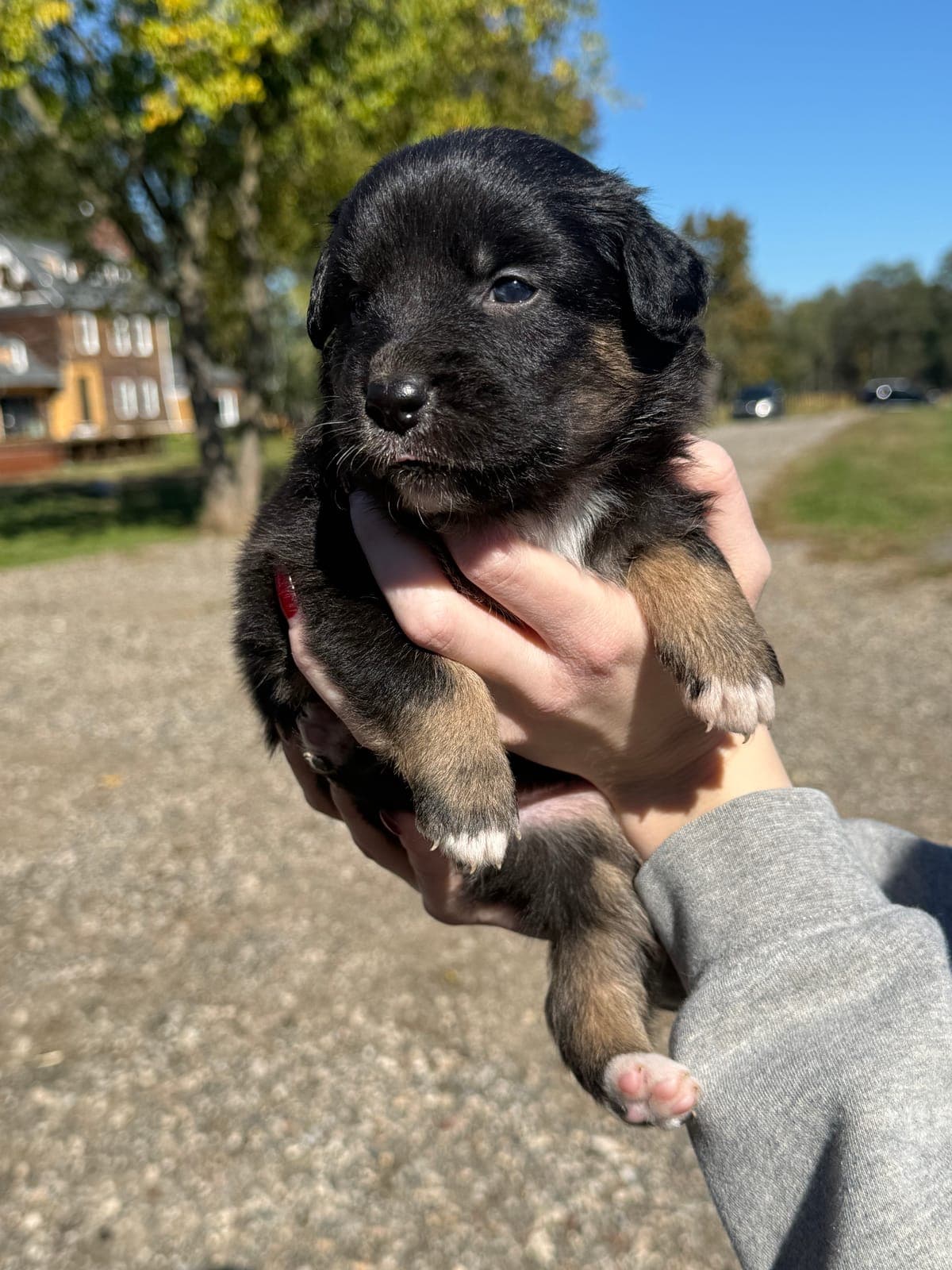 Bella, female Australian Shepherd puppy, Marlboro Meadows Farm, NJ - photo 1