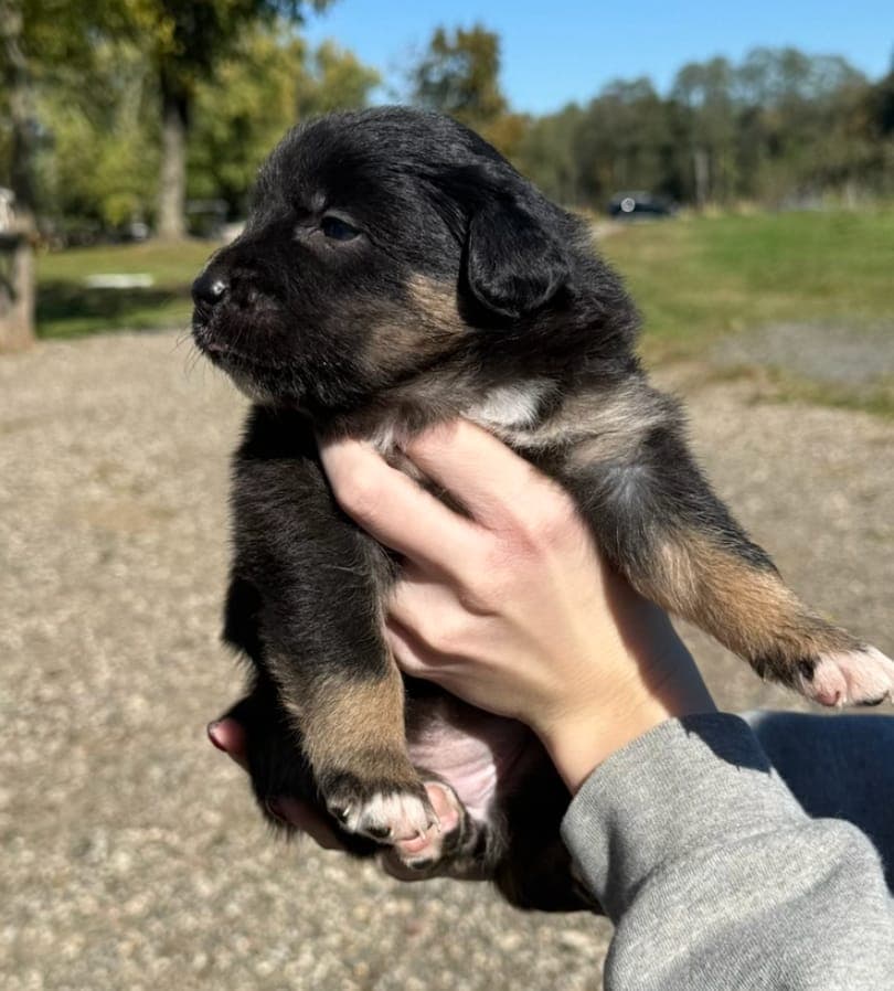 Bella, female Australian Shepherd puppy, Marlboro Meadows Farm, NJ - photo 2