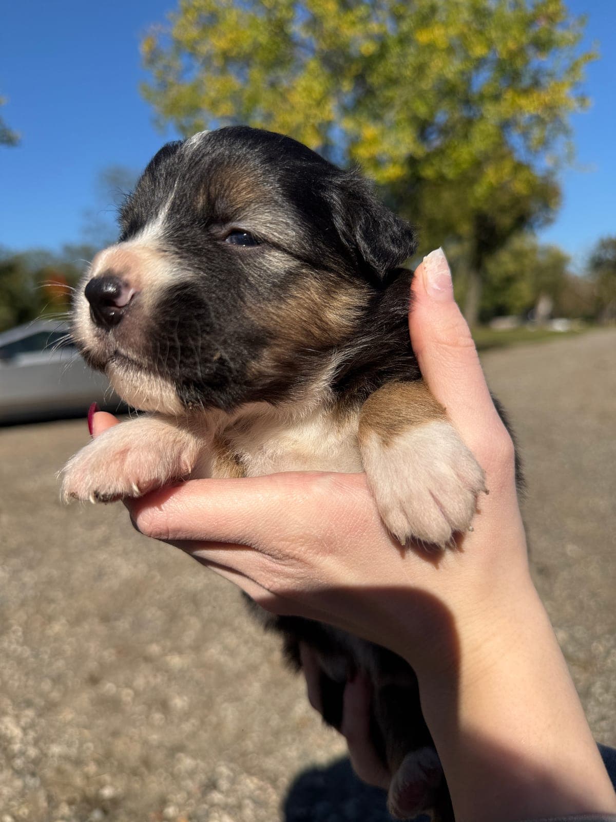 Charlie, male Australian Shepherd puppy, Marlboro Meadows Farm, NJ - photo 1
