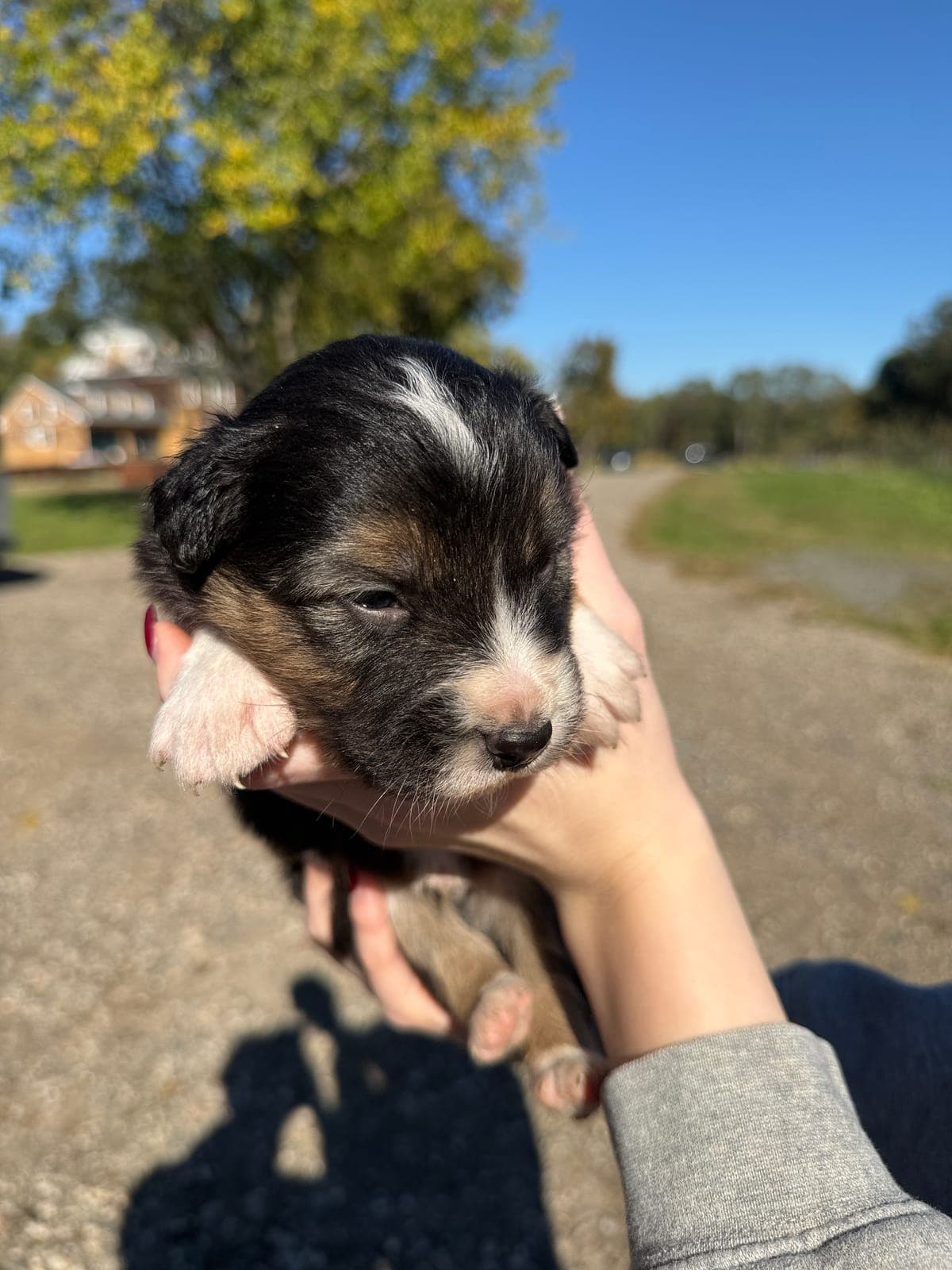 Charlie, male Australian Shepherd puppy, Marlboro Meadows Farm, NJ - photo 2