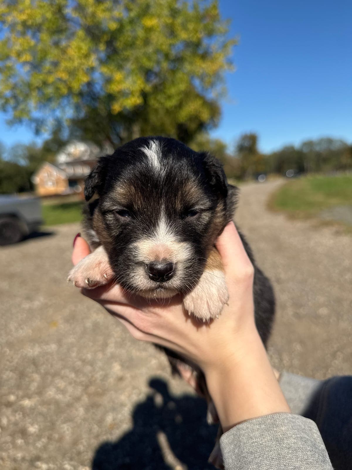 Charlie, male Australian Shepherd puppy, Marlboro Meadows Farm, NJ - photo 3