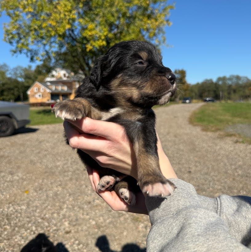 Chase, male Australian Shepherd puppy, Marlboro Meadows Farm, NJ - photo 1