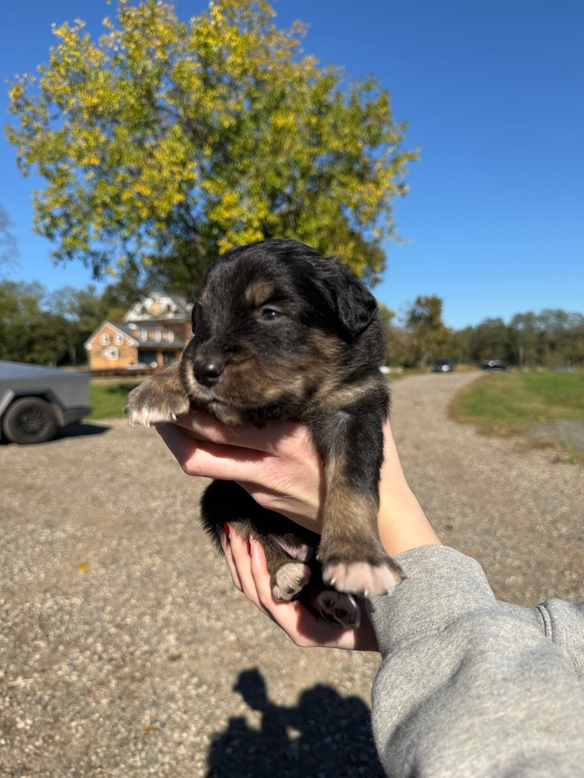 Chase, male Australian Shepherd puppy, Marlboro Meadows Farm, NJ - photo 2