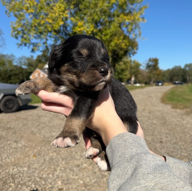 Chase, male Australian Shepherd puppy, Marlboro Meadows Farm, NJ - photo 3