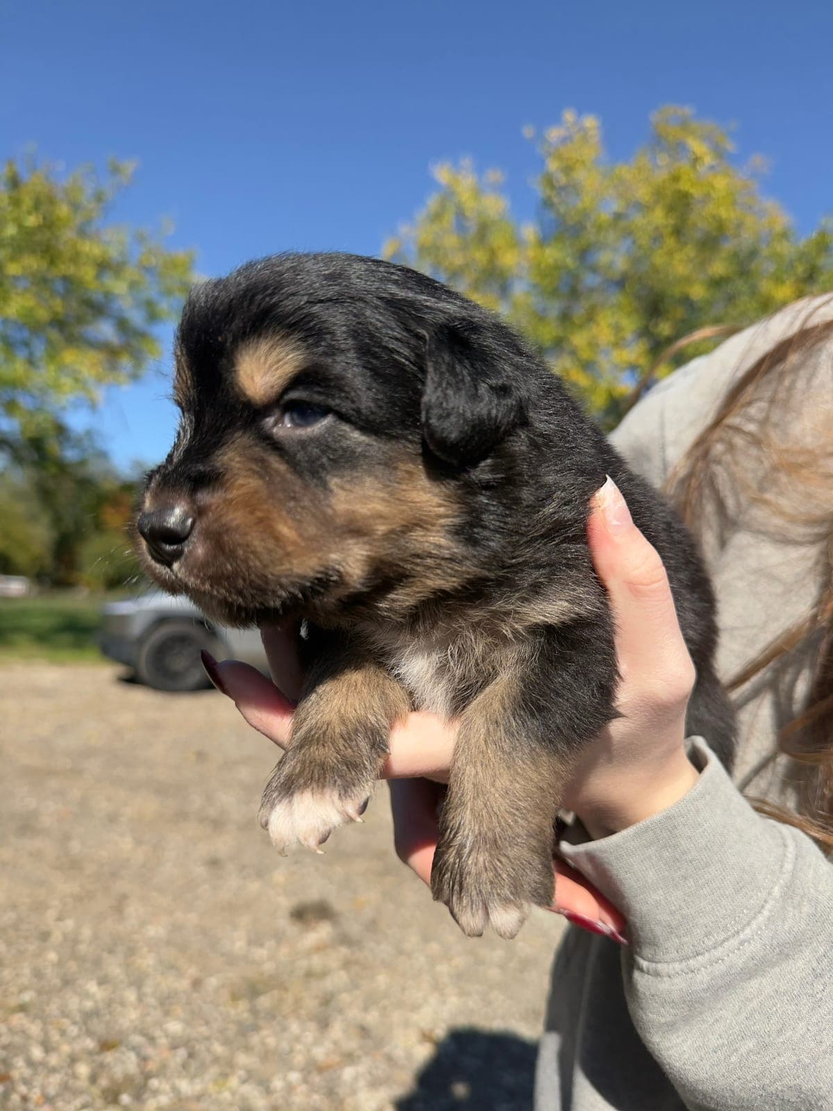 Duke, male Australian Shepherd puppy, Marlboro Meadows Farm, NJ - photo 1