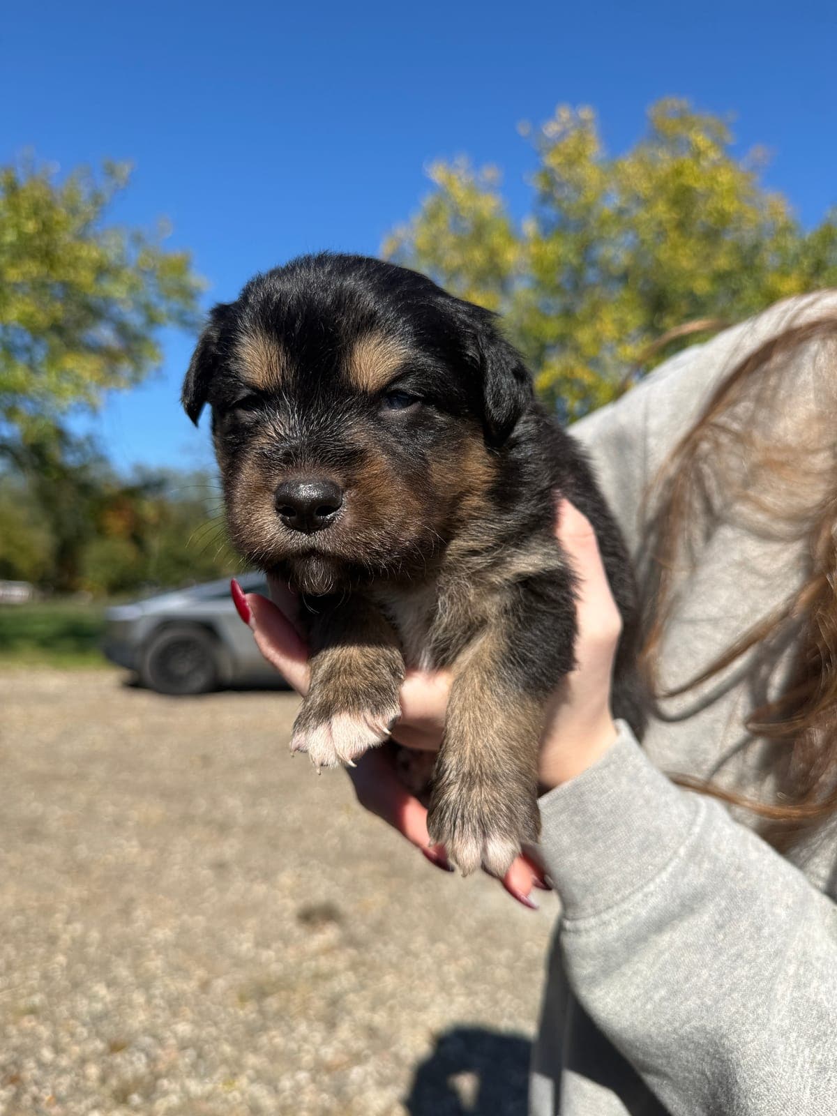 Duke, male Australian Shepherd puppy, Marlboro Meadows Farm, NJ - photo 2