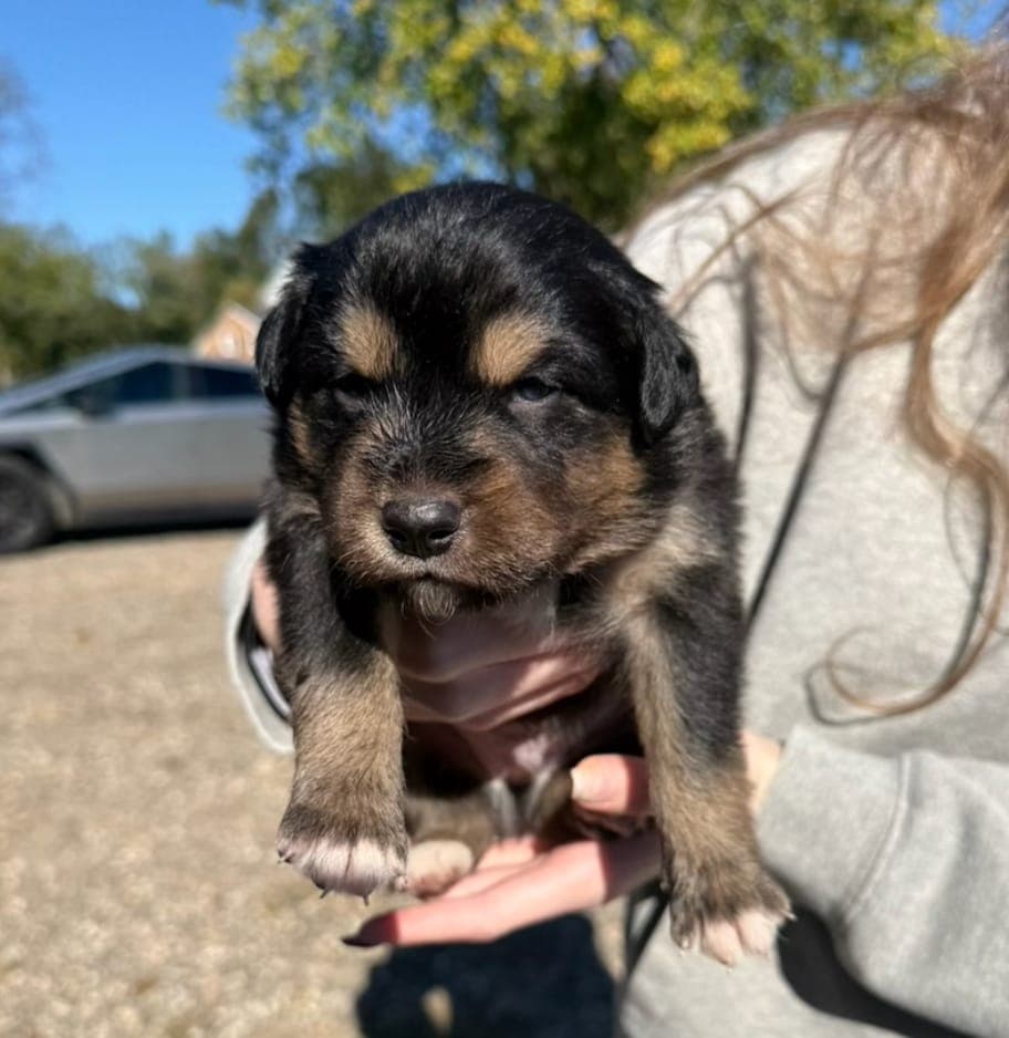 Duke, male Australian Shepherd puppy, Marlboro Meadows Farm, NJ - photo 3