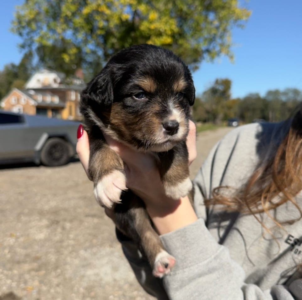 Hazel, female Australian Shepherd puppy, Marlboro Meadows Farm, NJ - photo 1