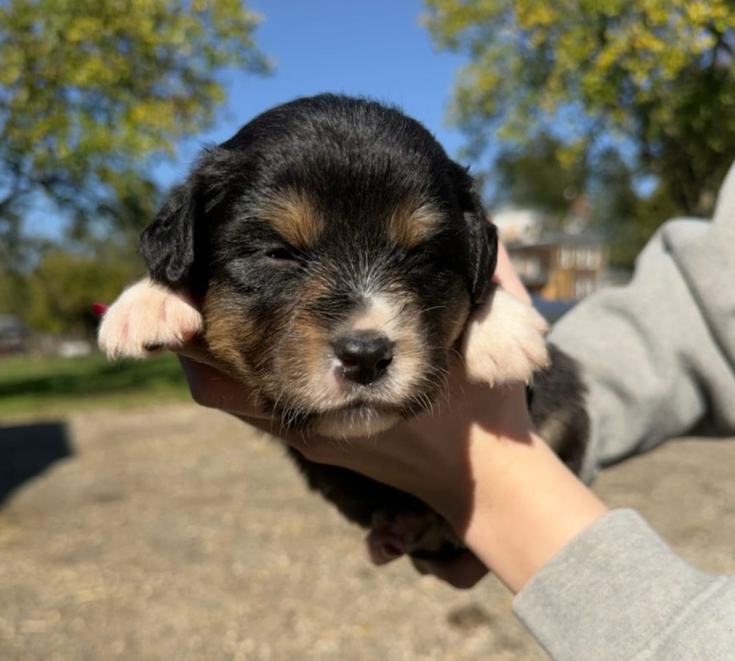 Hazel, female Australian Shepherd puppy, Marlboro Meadows Farm, NJ - photo 2
