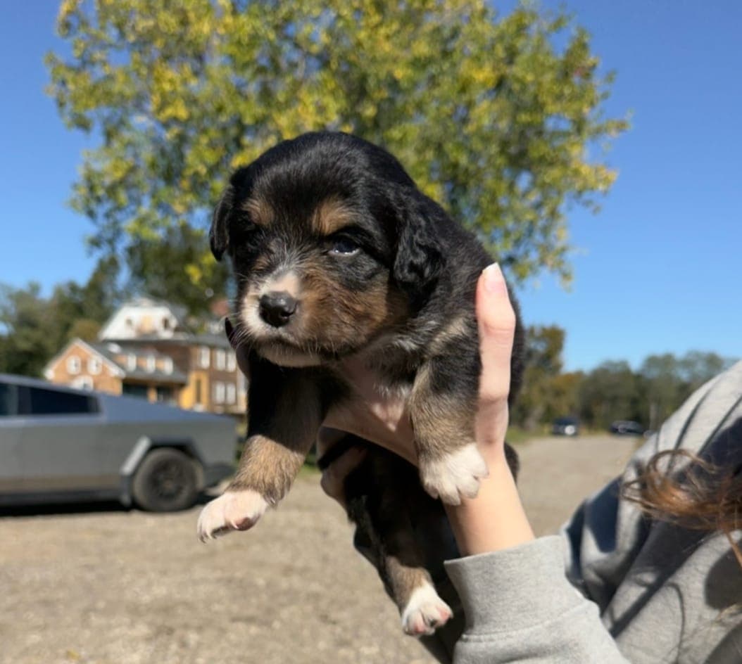 Hazel, female Australian Shepherd puppy, Marlboro Meadows Farm, NJ - photo 3