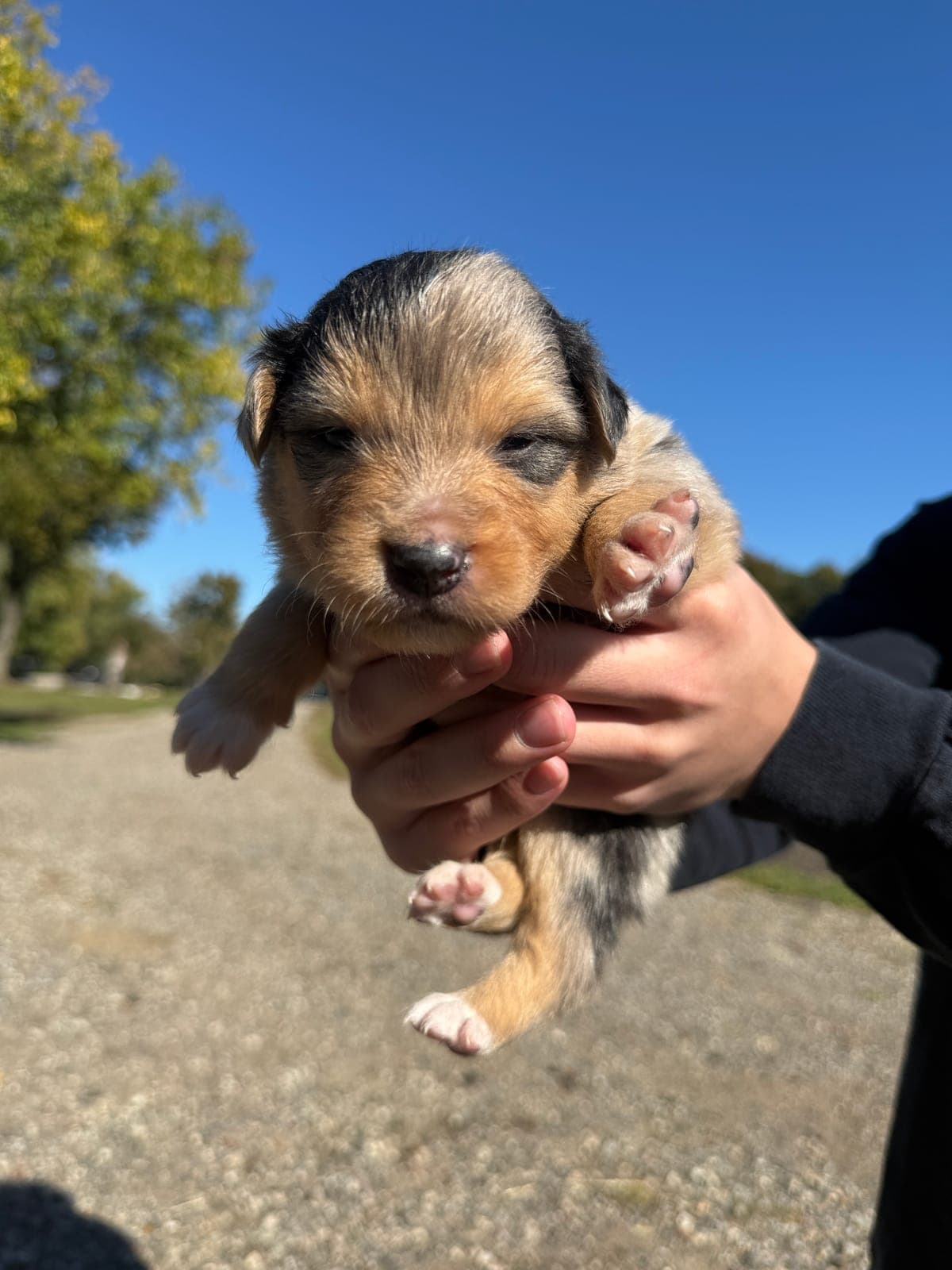 Reid, male Australian Shepherd puppy, Marlboro Meadows Farm, NJ - photo 1