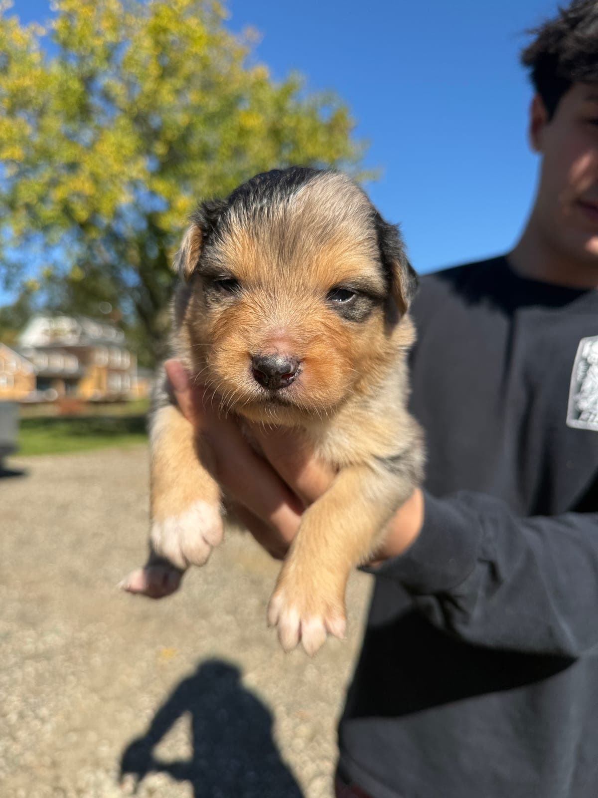 Reid, male Australian Shepherd puppy, Marlboro Meadows Farm, NJ - photo 2