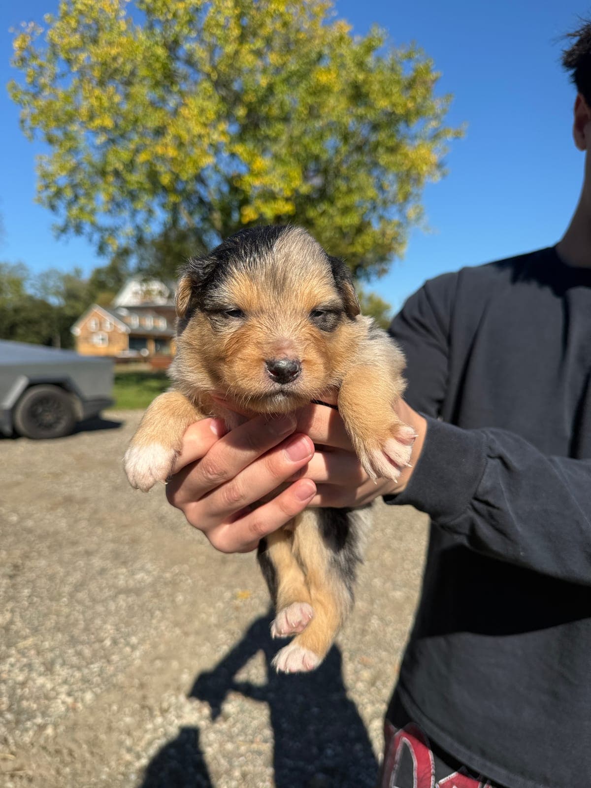 Reid, male Australian Shepherd puppy, Marlboro Meadows Farm, NJ - photo 3