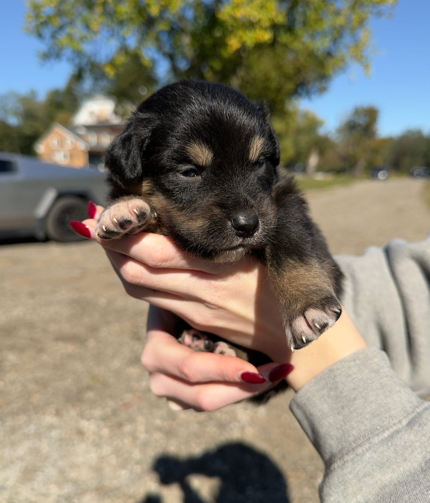 Scout, male Australian Shepherd puppy, Marlboro Meadows Farm, NJ - photo 1