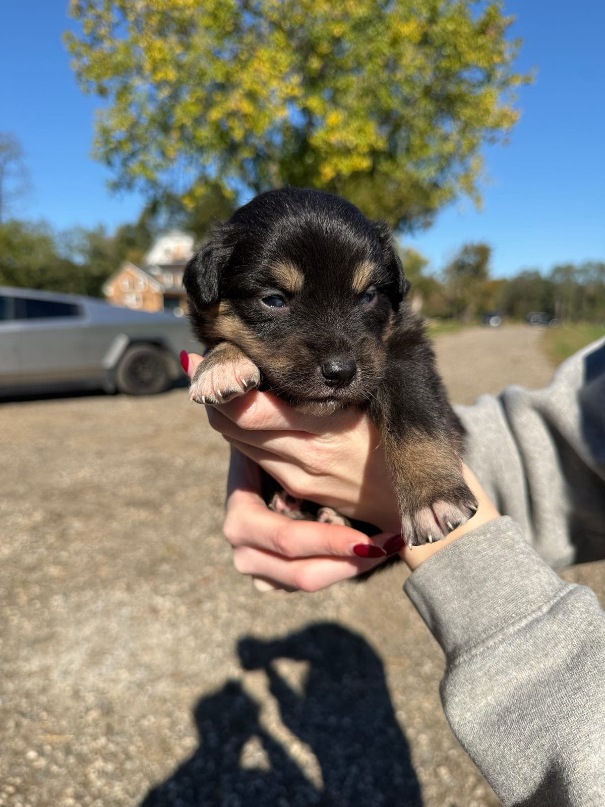 Scout, male Australian Shepherd puppy, Marlboro Meadows Farm, NJ - photo 2