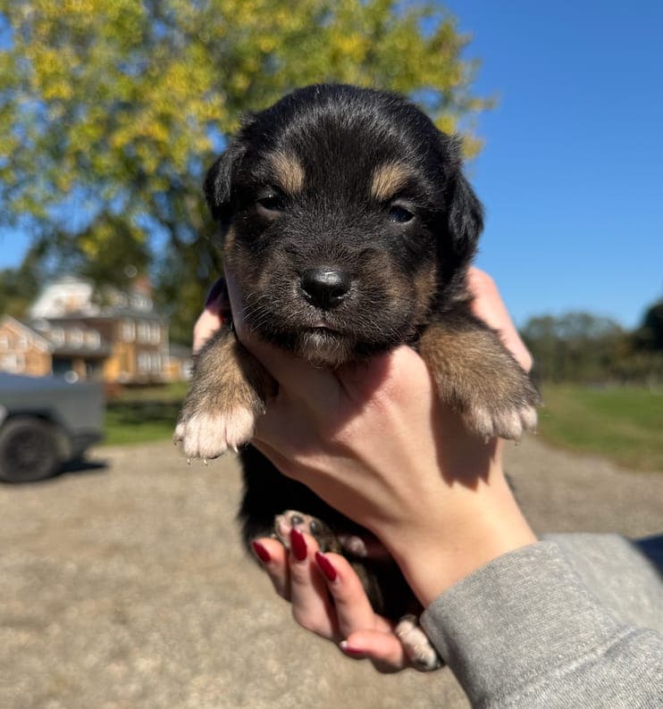 Scout, male Australian Shepherd puppy, Marlboro Meadows Farm, NJ - photo 3