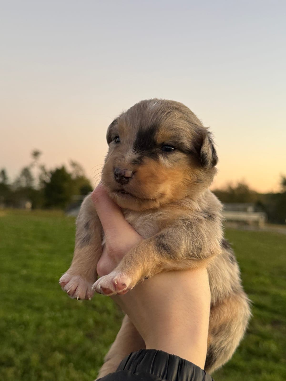 Teddy, male Australian Shepherd puppy, Marlboro Meadows Farm, NJ - photo 1
