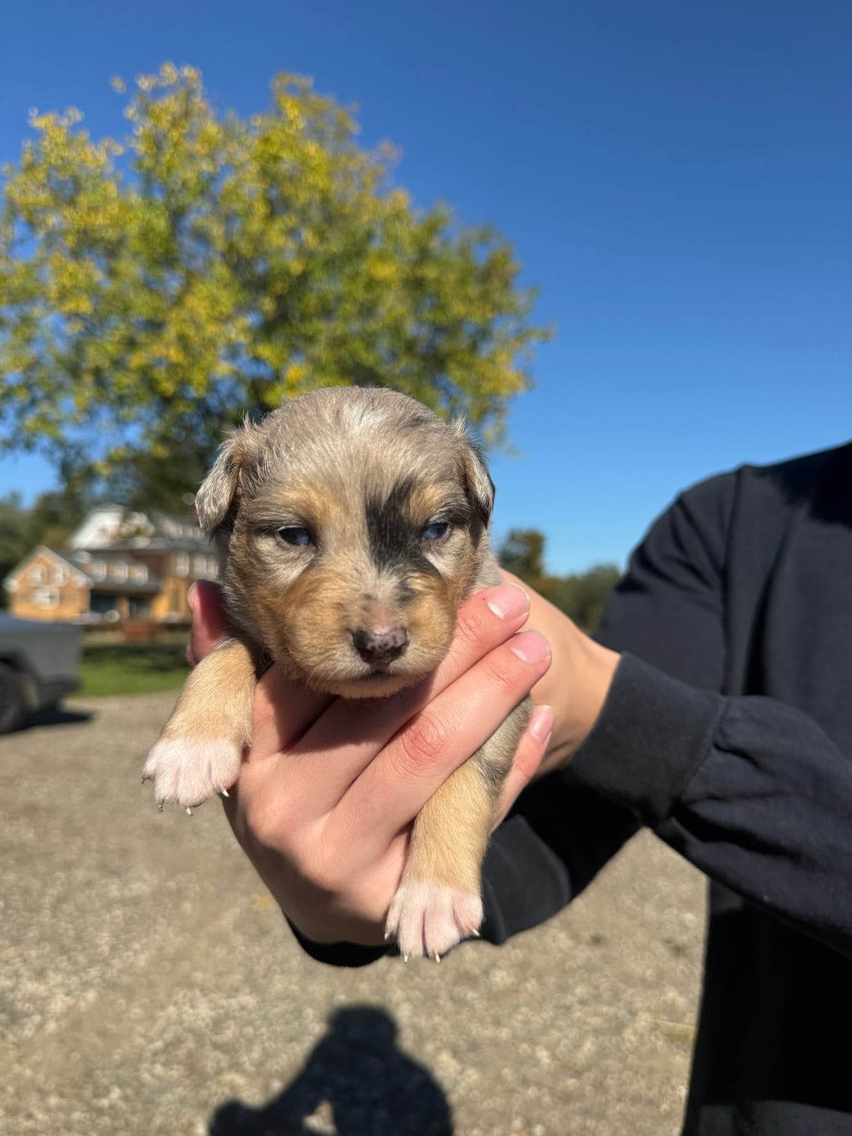 Teddy, male Australian Shepherd puppy, Marlboro Meadows Farm, NJ - photo 2