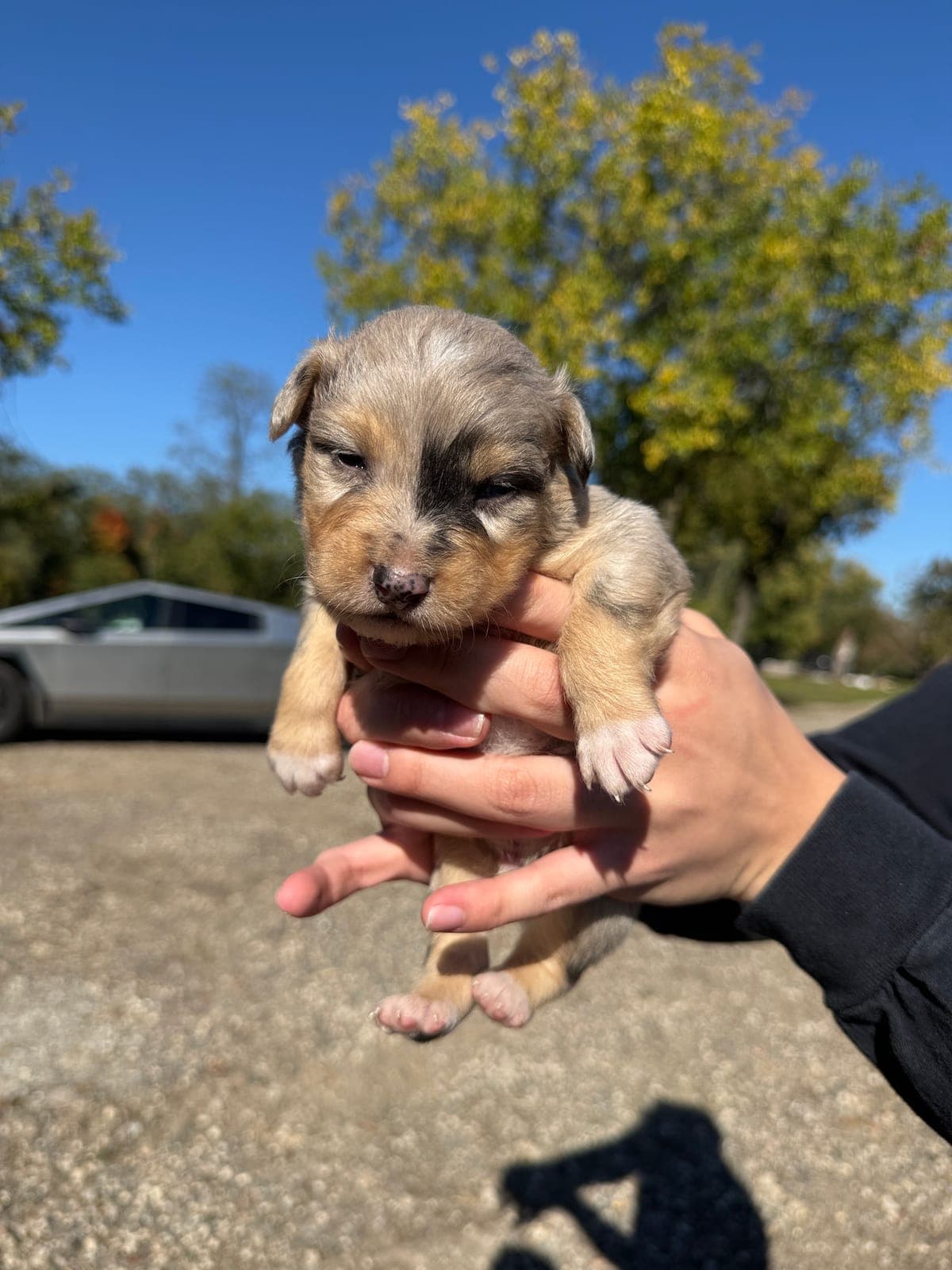 Teddy, male Australian Shepherd puppy, Marlboro Meadows Farm, NJ - photo 3