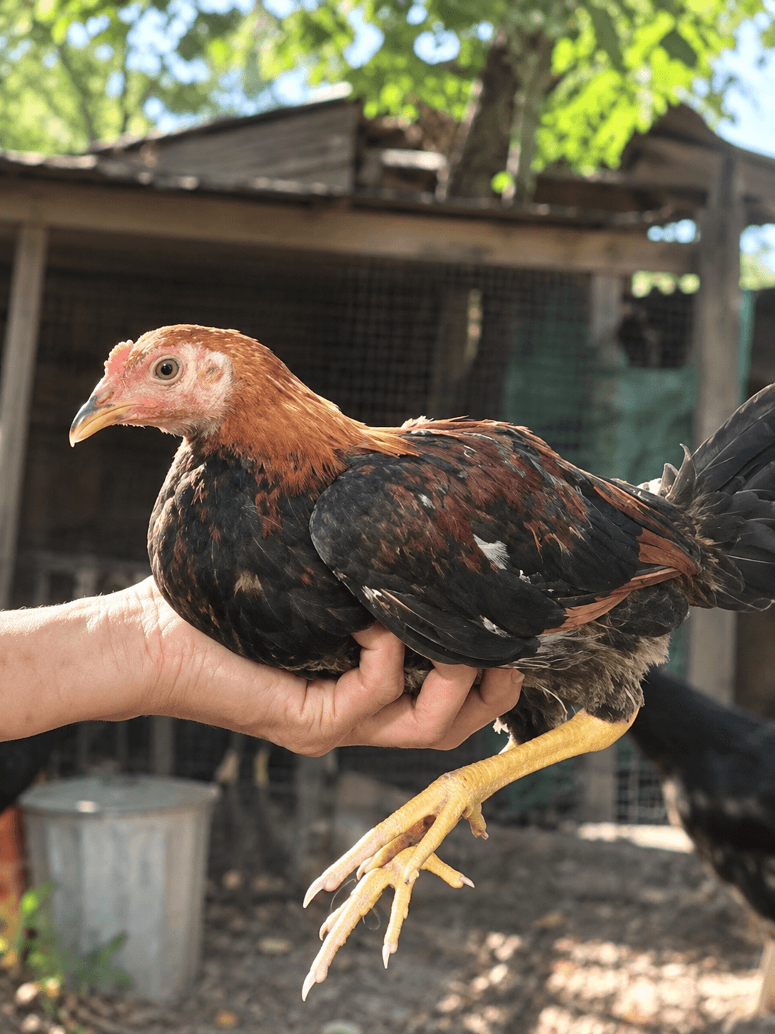 Cockerel (3 mo, male)