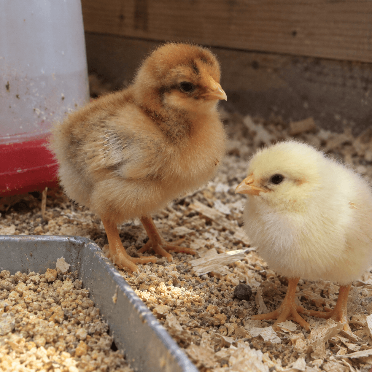 Baby Chick (1 day, unsexed)