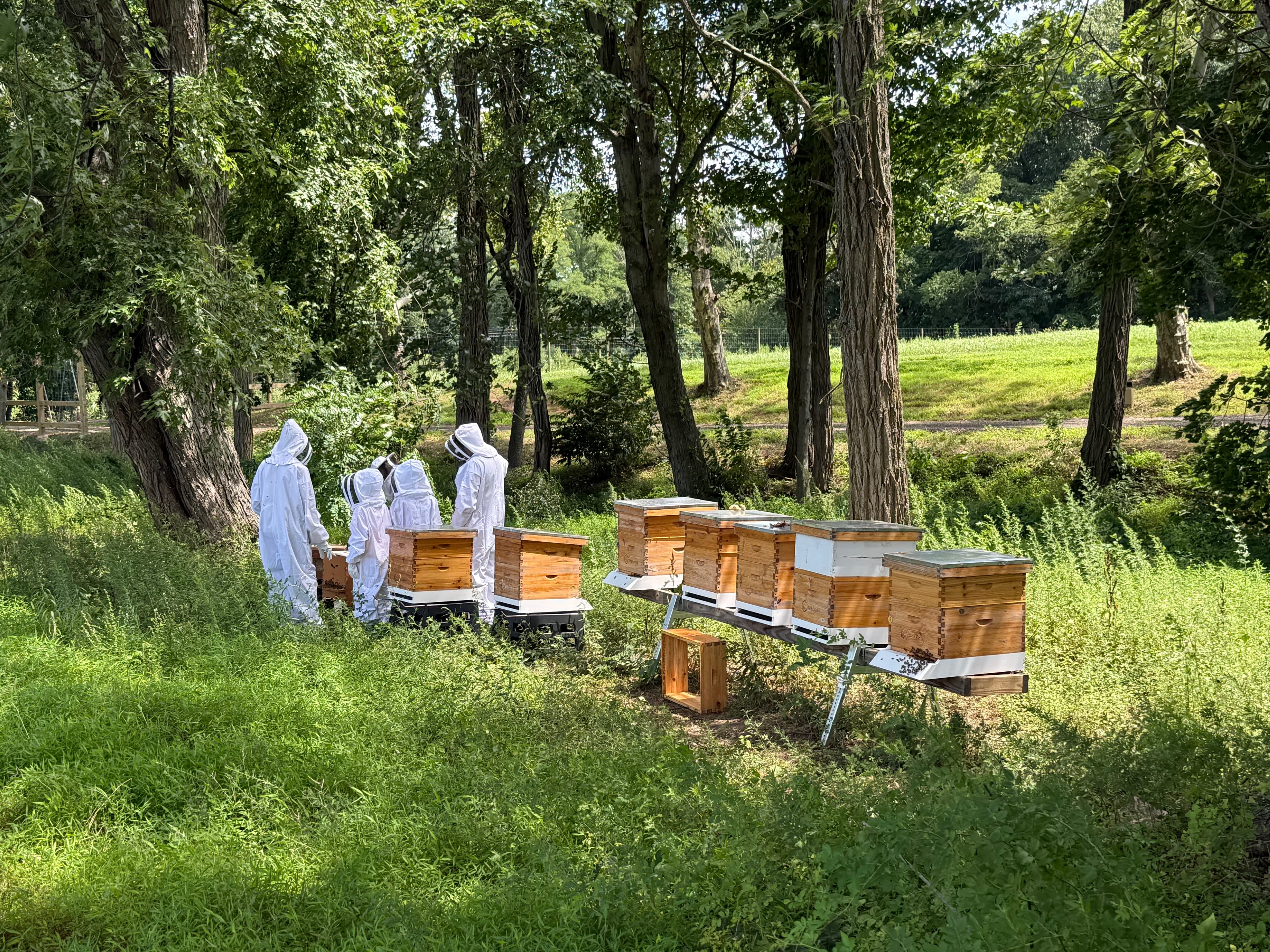 Beekeeping Experience photo 4