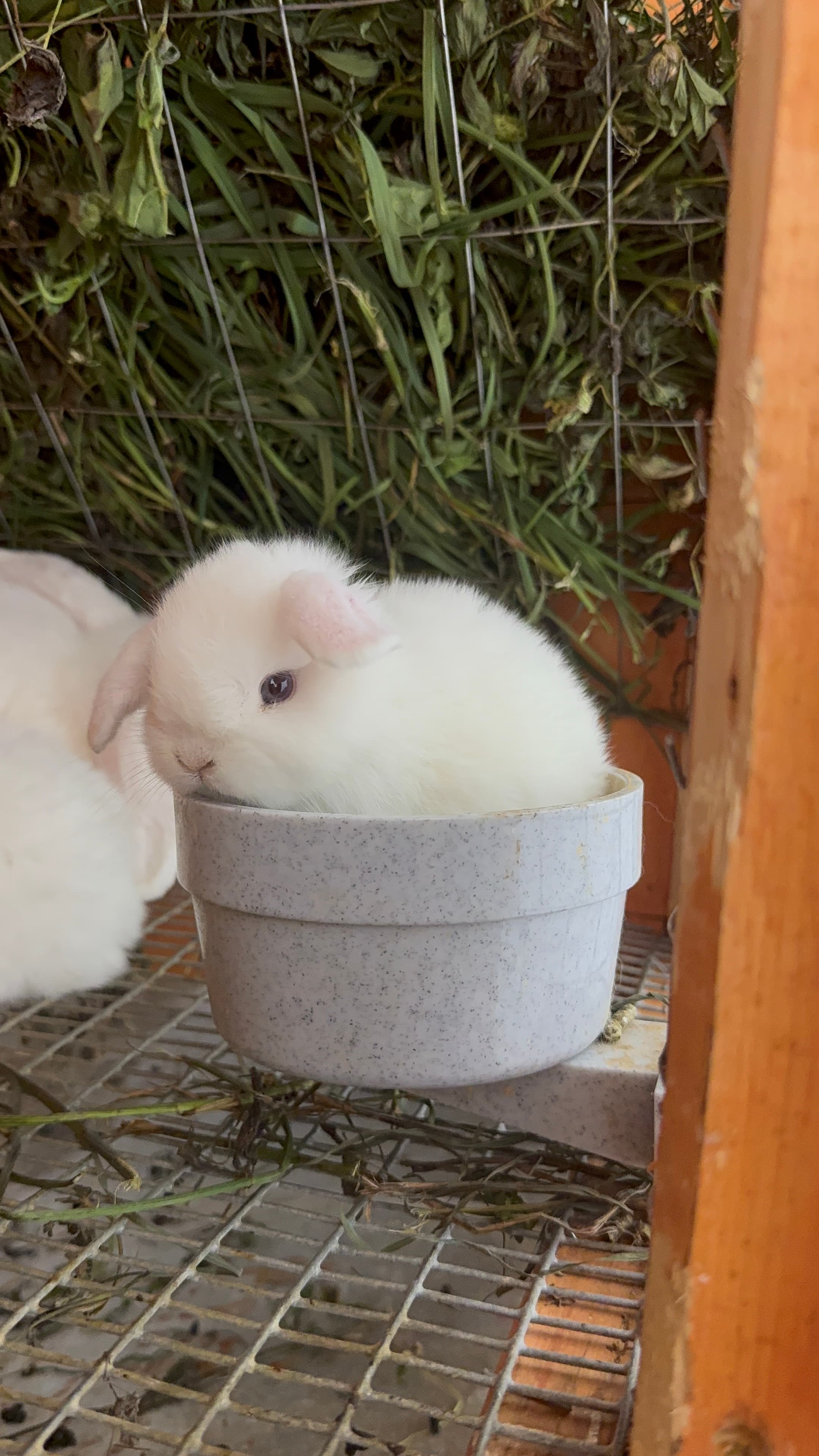 Meet Our Bunnies photo 3