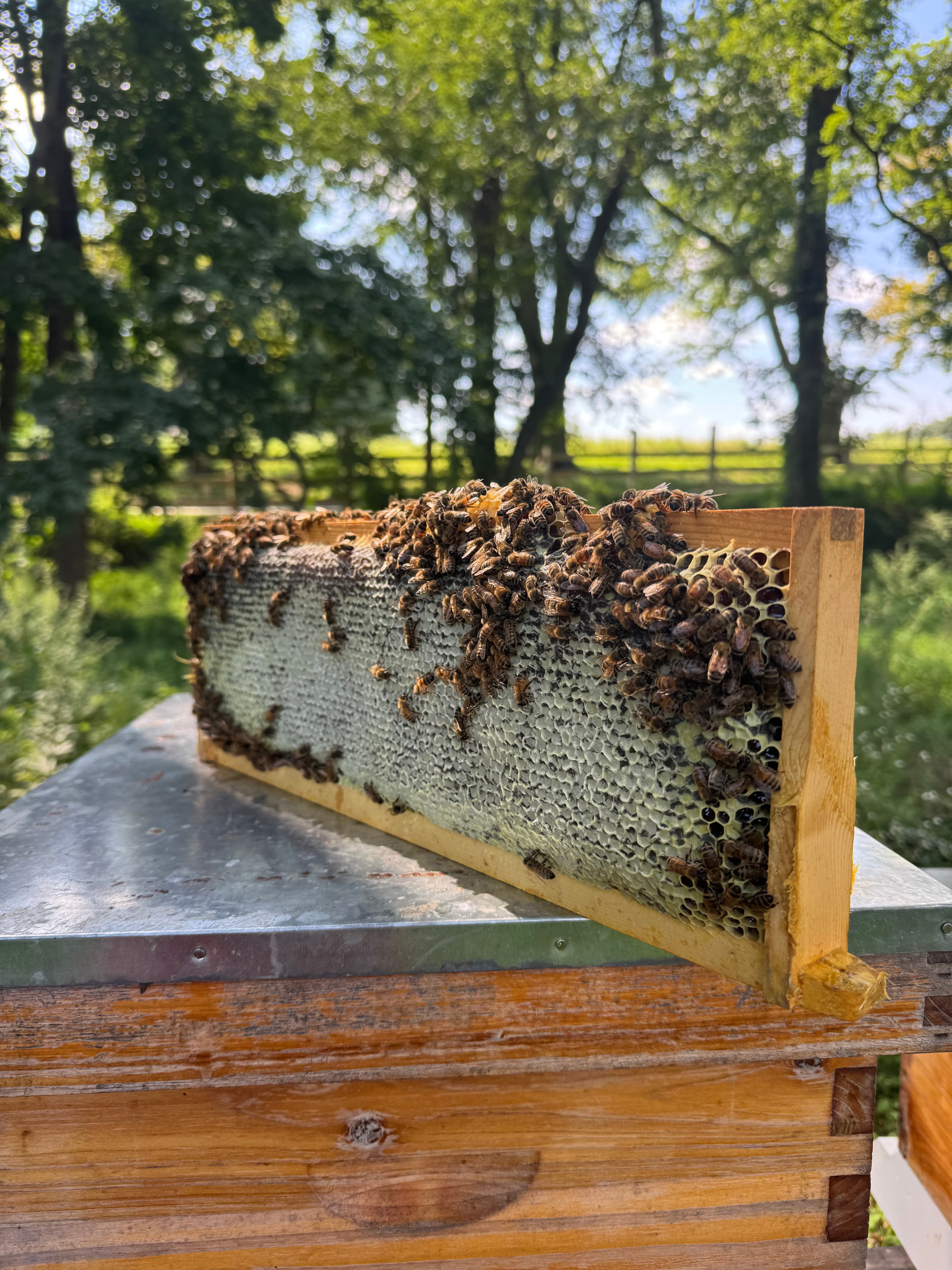 Beekeeping Experience photo 2
