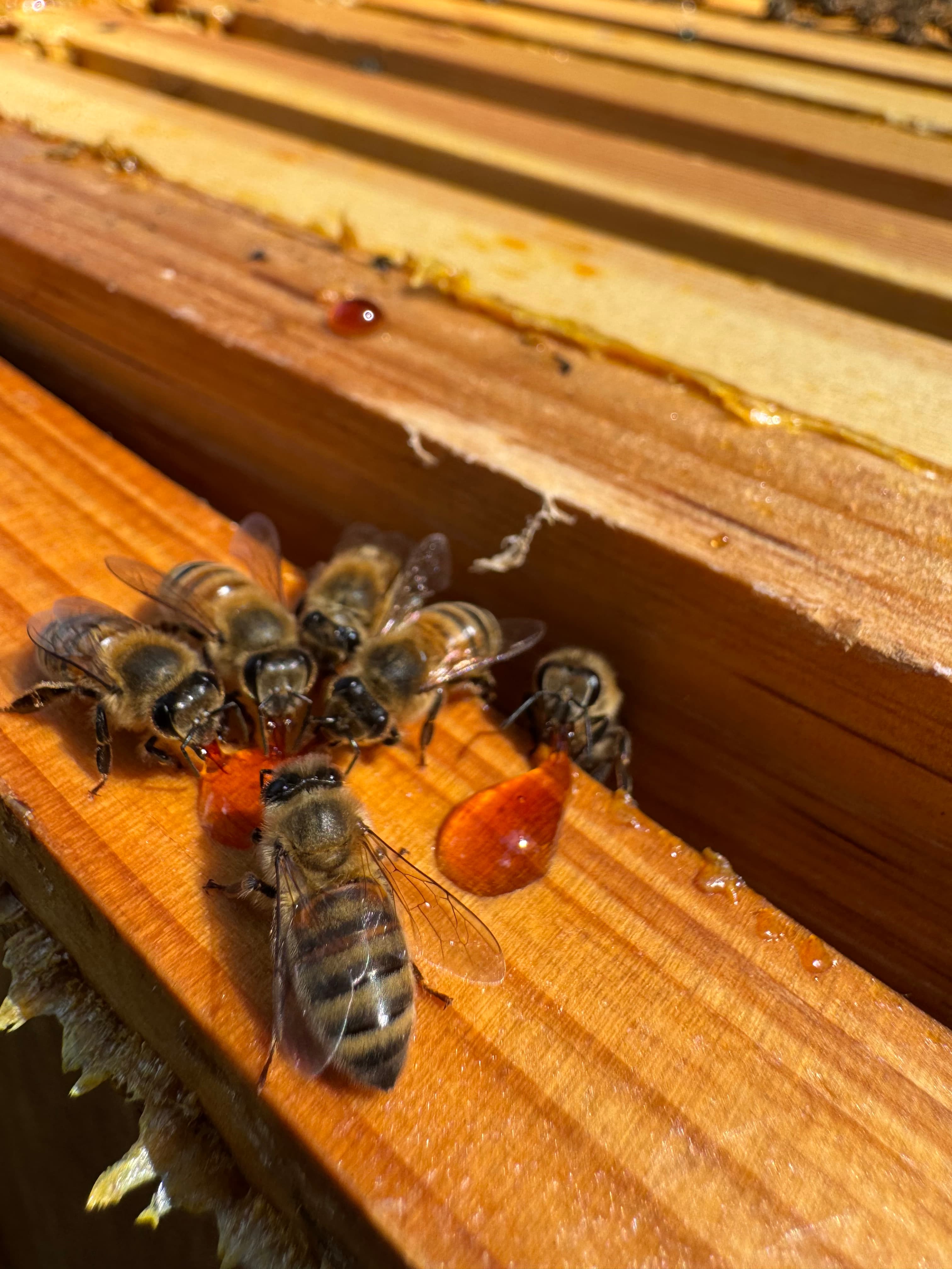 Beekeeping Experience photo 5