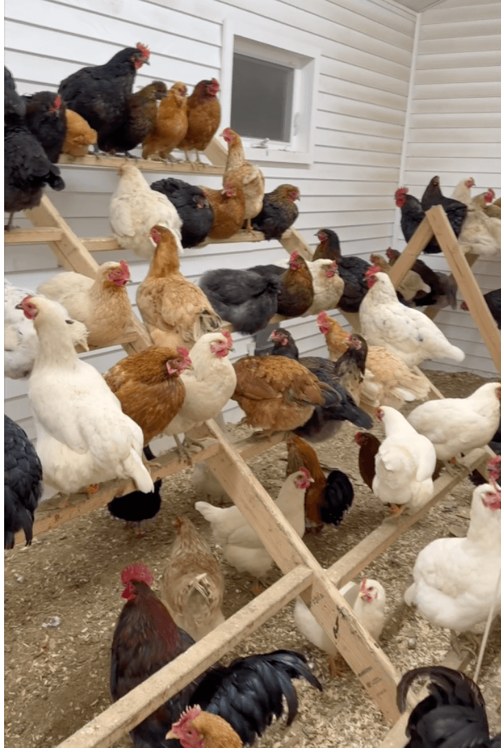 Chicken & Egg Experience photo 2