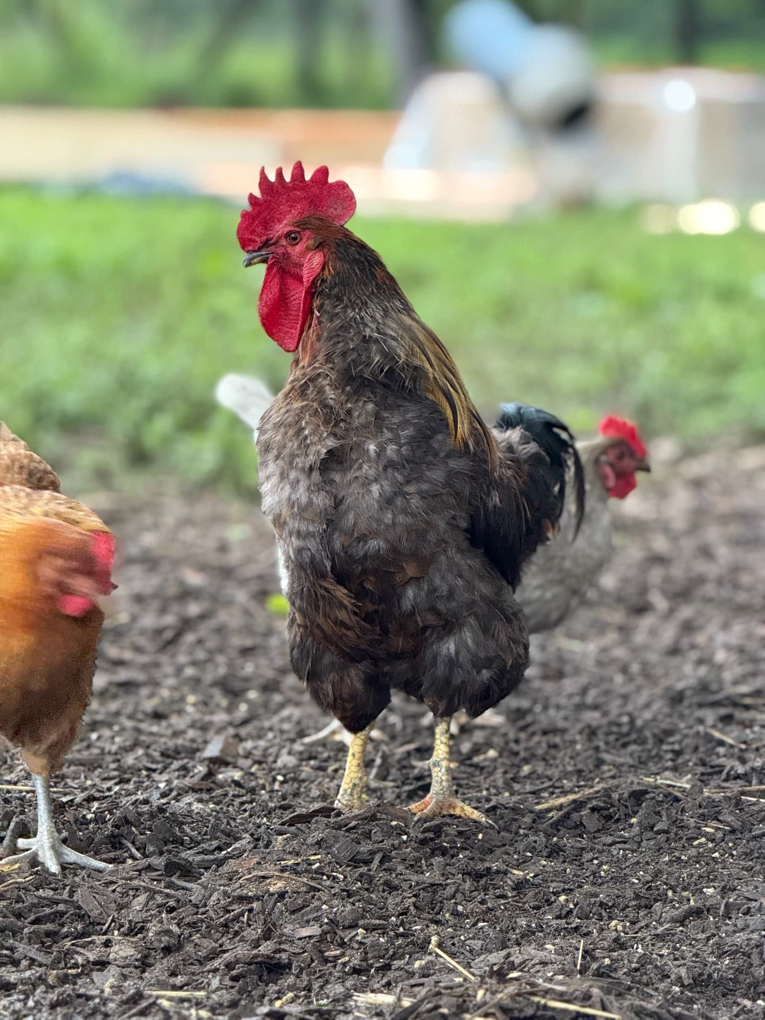 Rooster