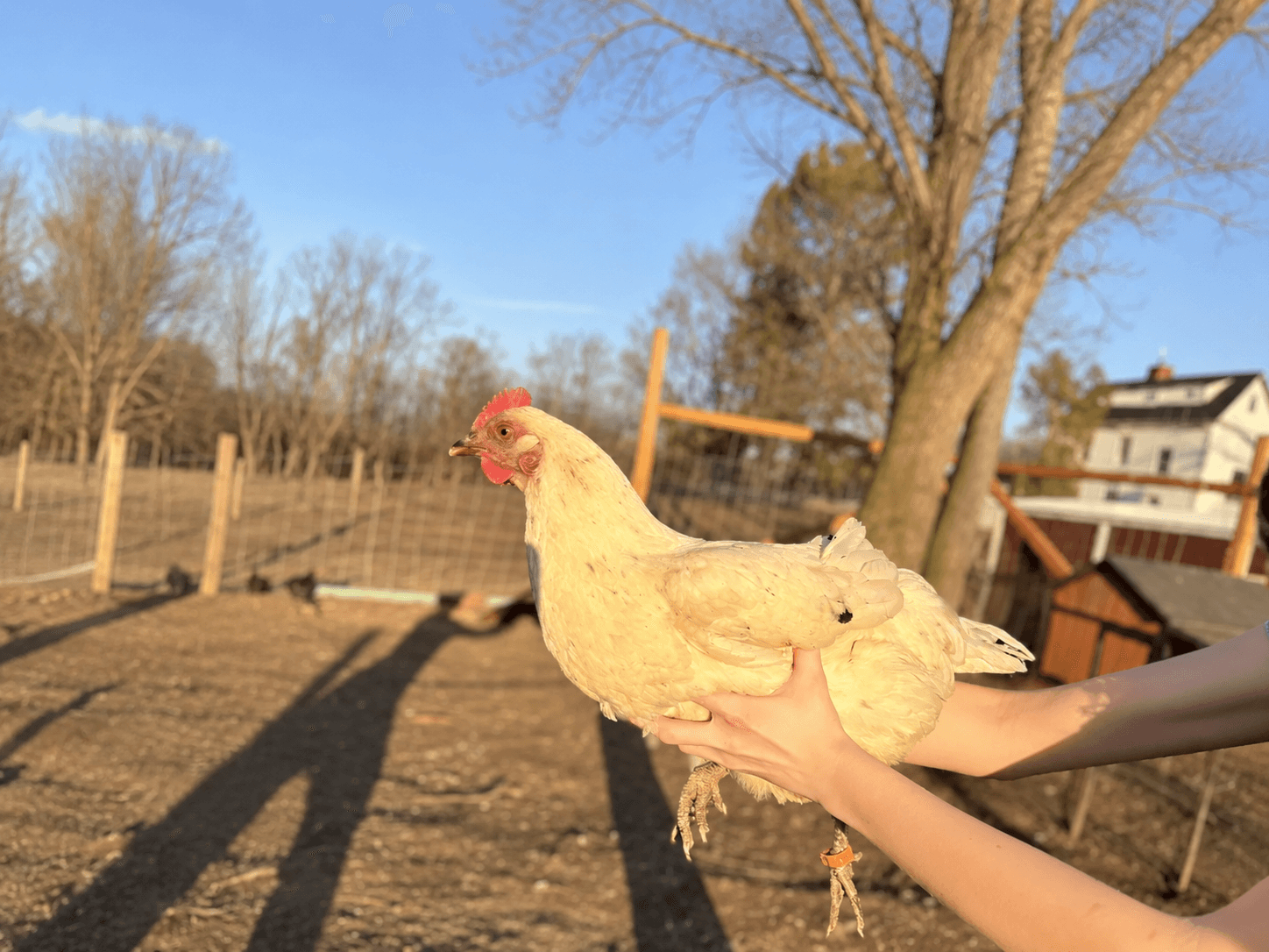 Pullet Hen (3 mo, female)