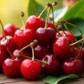Sweet and Juicy Cherries – A Bite of Summer