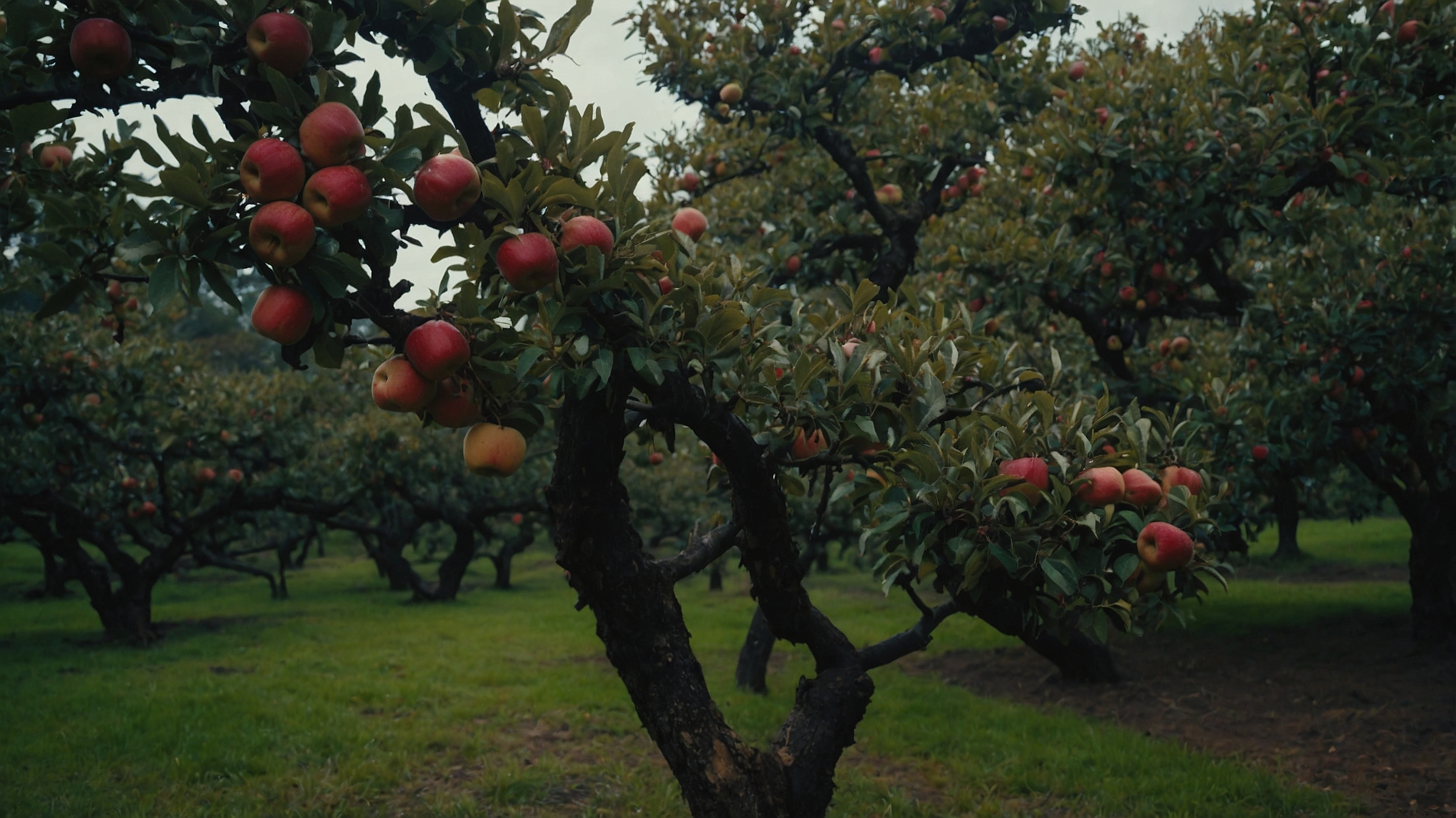 Mutsu (Crispin) Apple Tree