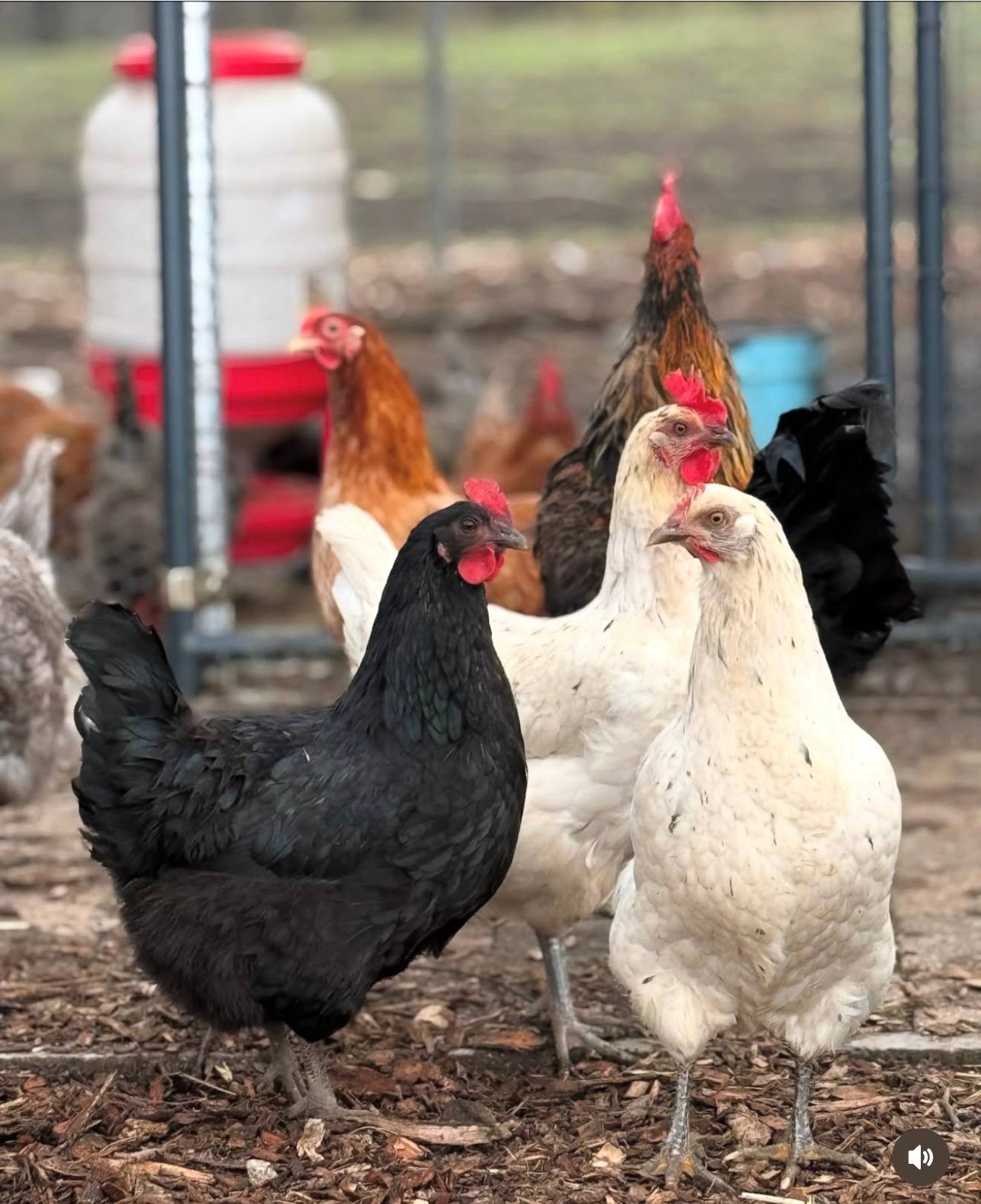 Pasture-raised chickens at Marlboro Meadows Farm Marlboro NJ