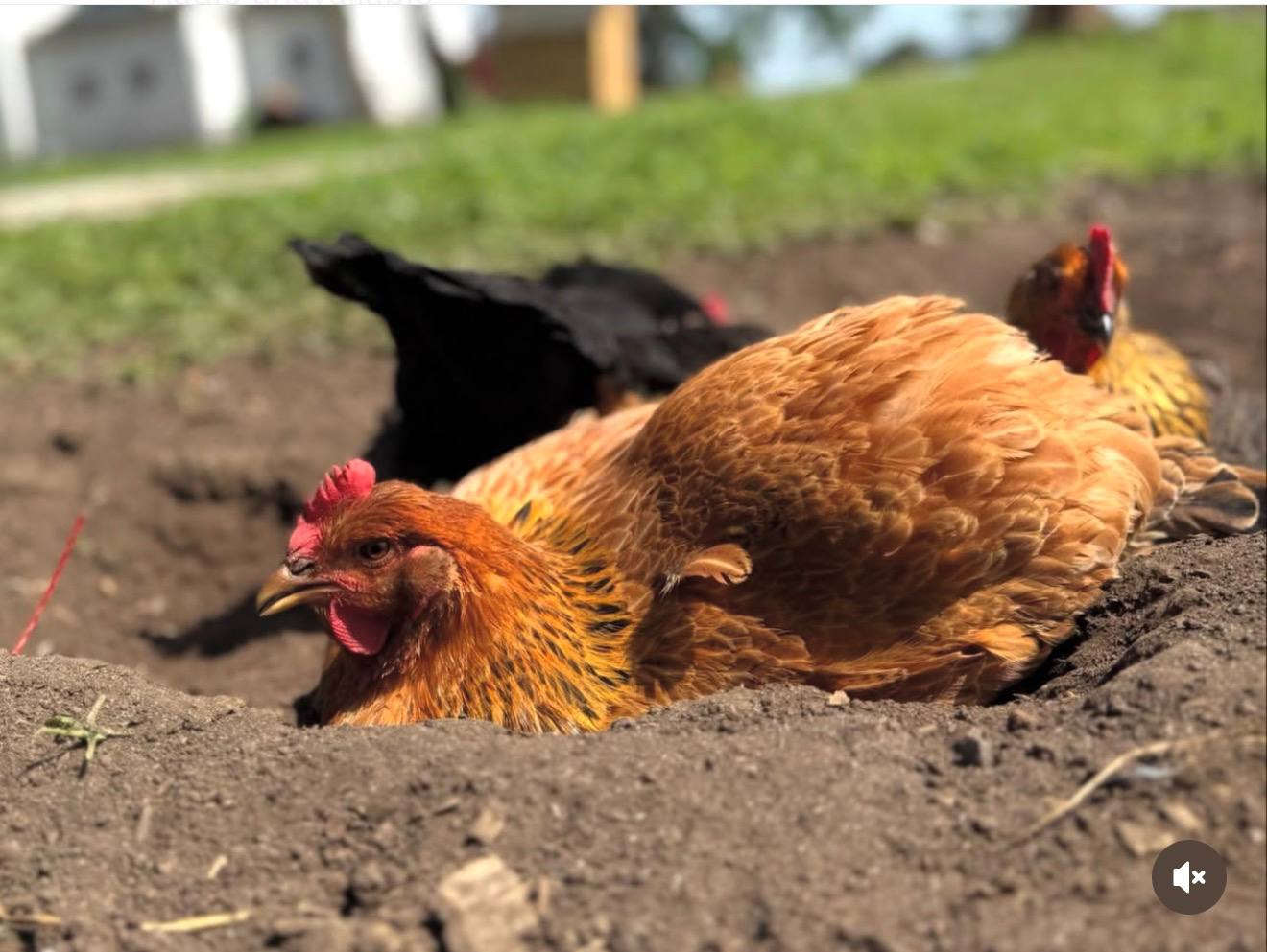Mature laying hen at Marlboro Meadows Farm Marlboro NJ
