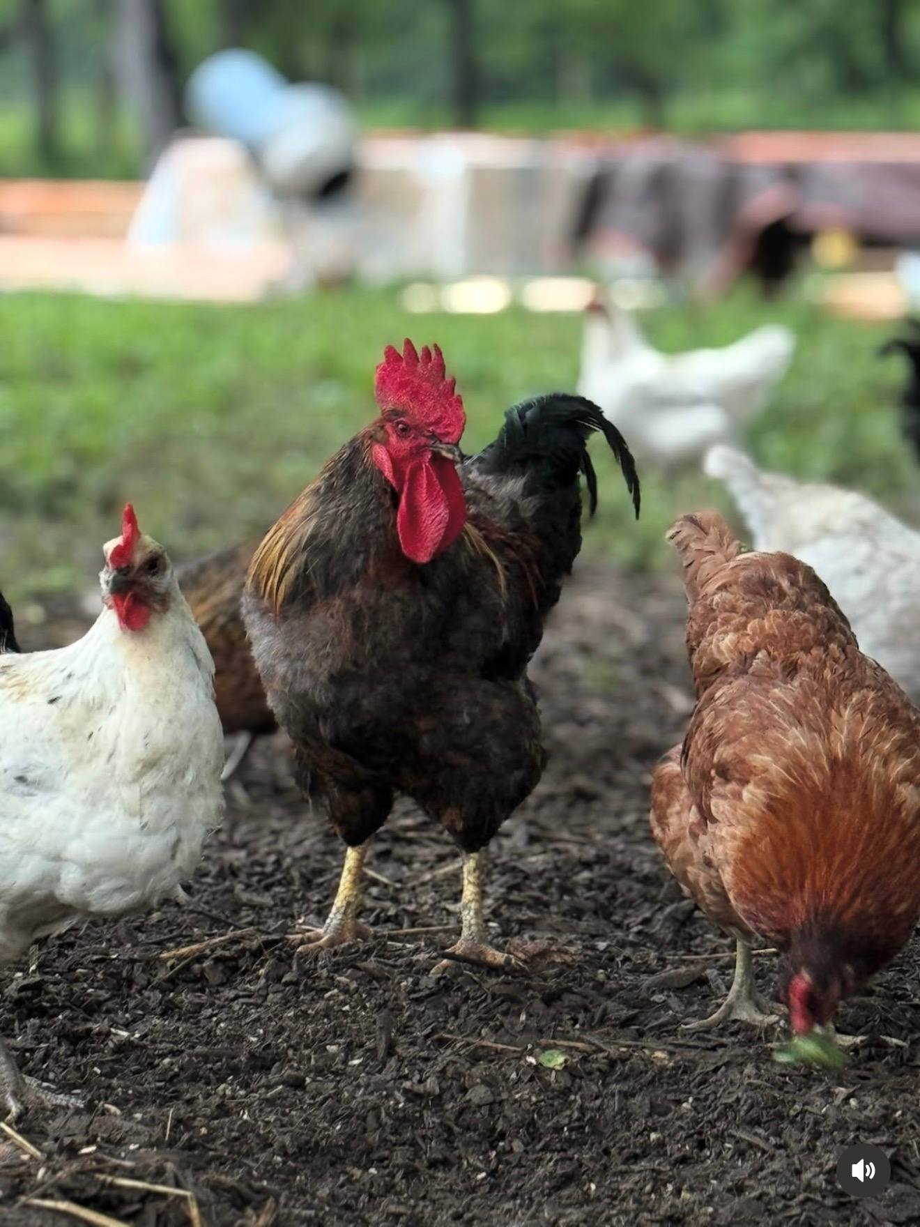 Pasture raised hens roaming freely at Marlboro Meadows Farm, Marlboro NJ