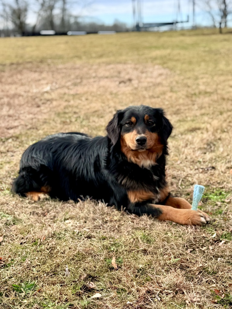 Nova black tri Australian Shepherd mother dog at Marlboro Meadows Farm in Marlboro New Jersey