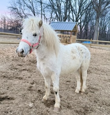 Cosmo the white mini pony at Marlboro Meadows Farm NJ — our unicorn pony