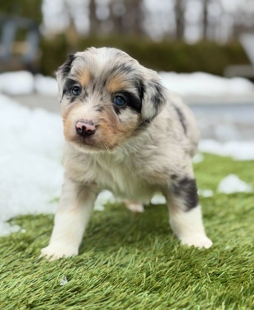 Storm blue merle Australian Shepherd puppy from Marlboro Meadows Farm in Marlboro New Jersey