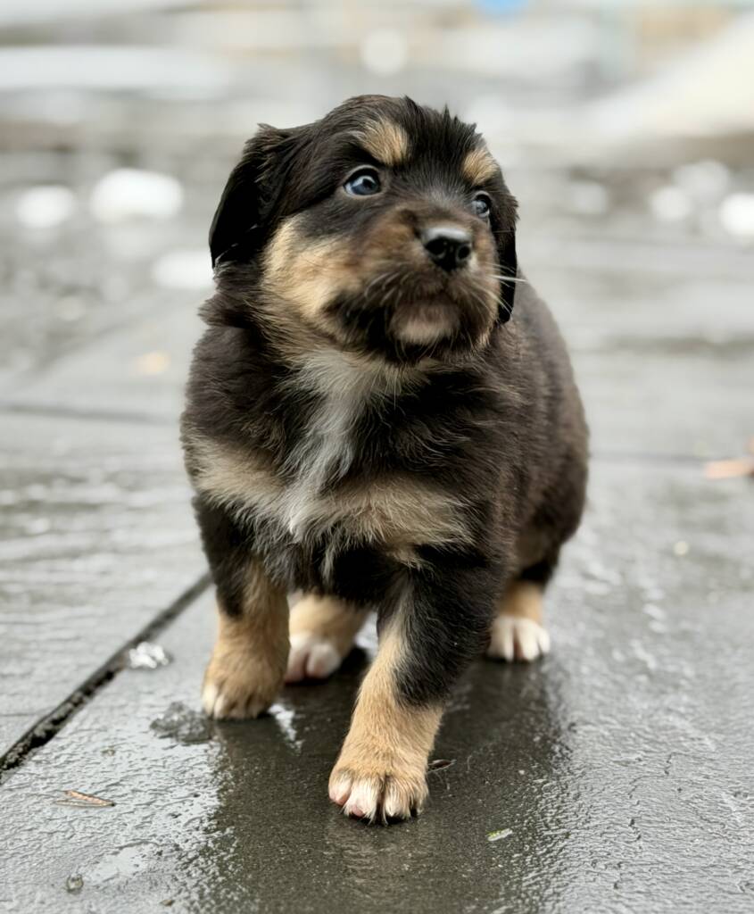 Winston black Australian Shepherd puppy raised on a family farm at Marlboro Meadows Farm NJ