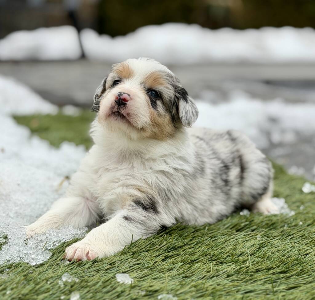 Koa blue merle Australian Shepherd puppy raised at Marlboro Meadows Farm New Jersey