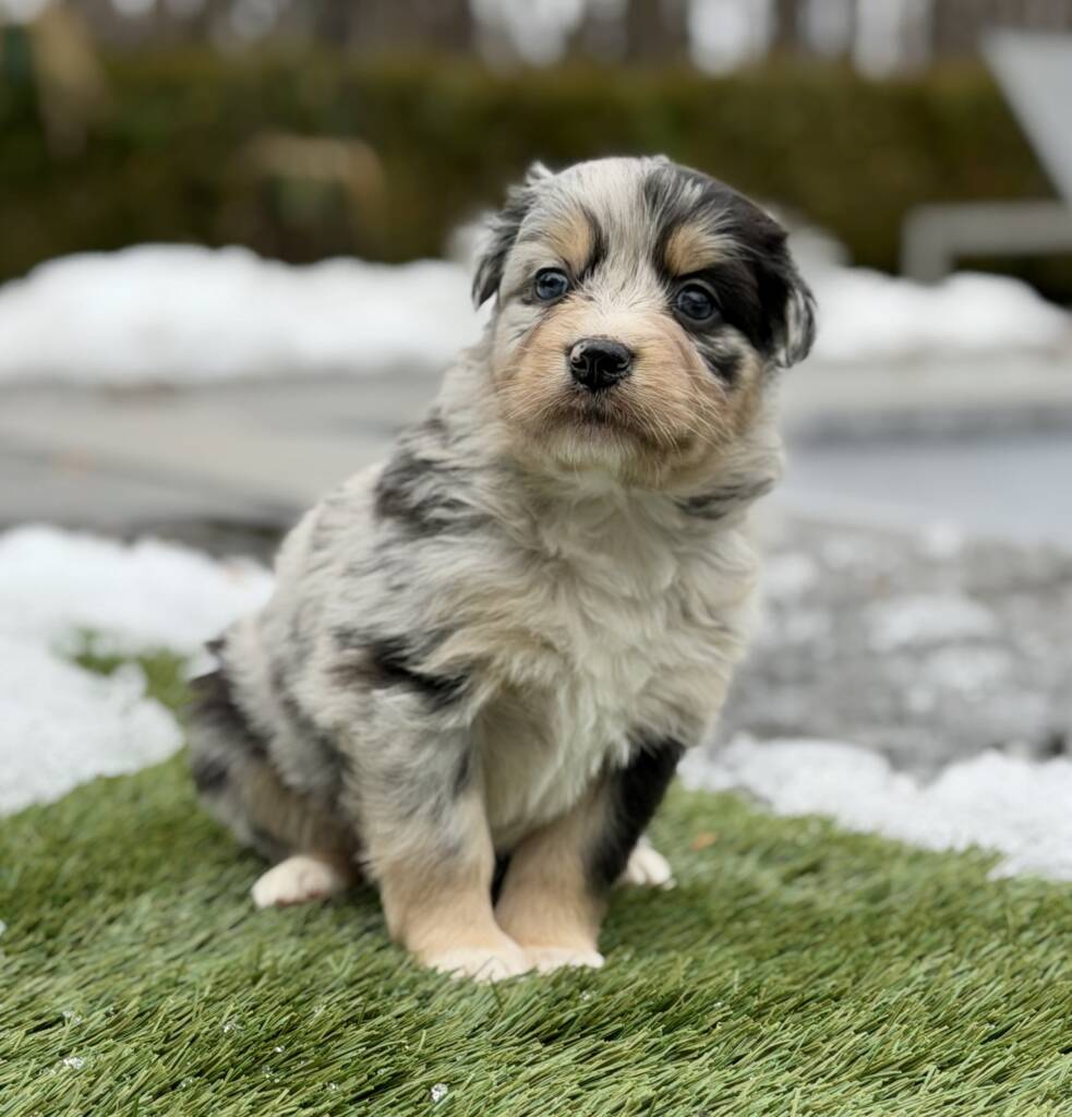 Chanel small blue merle Australian Shepherd puppy raised on our farm in Marlboro New Jersey